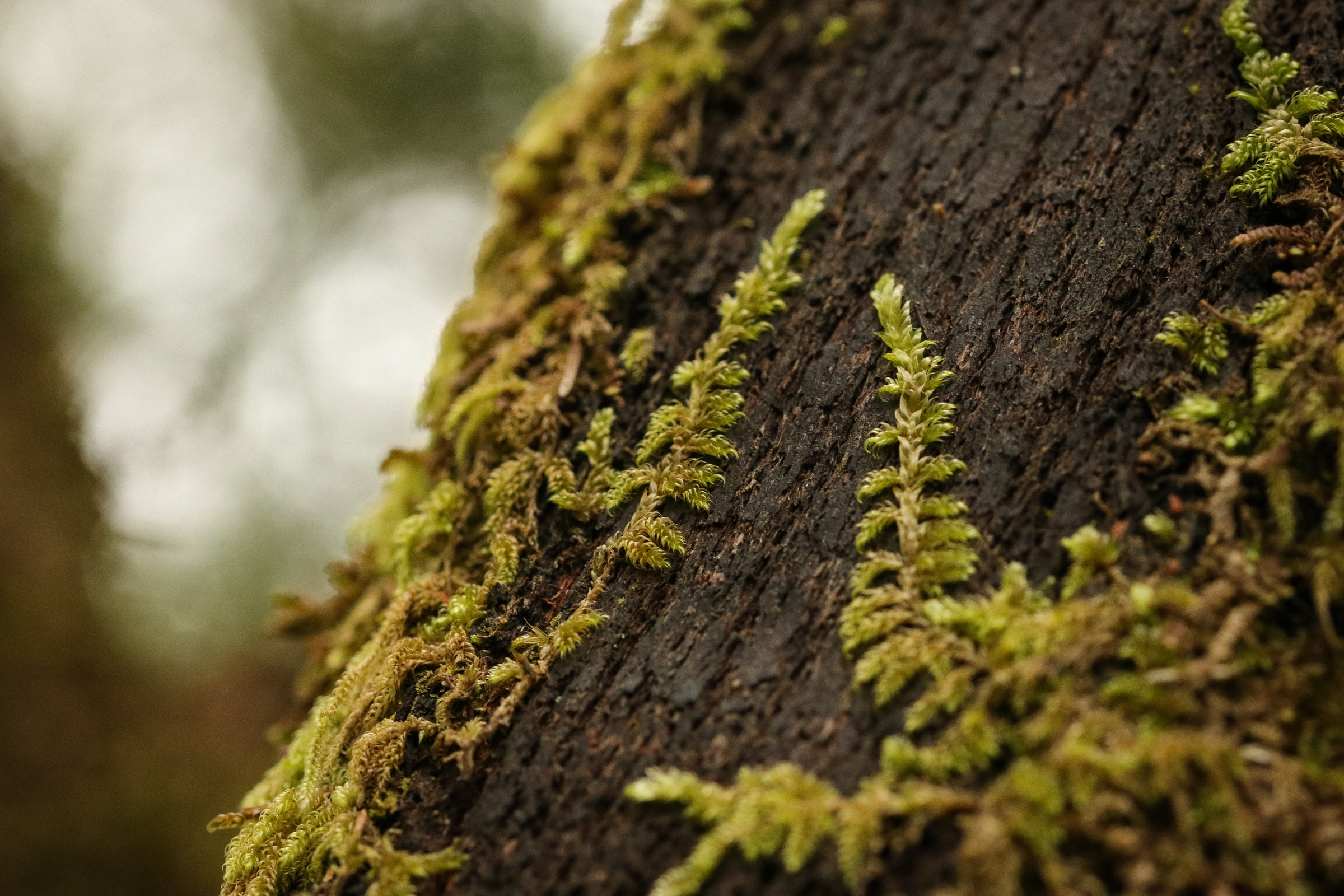 Bryophyte in the green forest